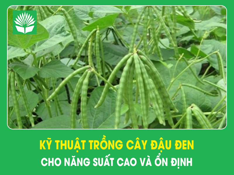 Kỹ thuật trồng cây đậu đen cho năng suất cao và ổn định