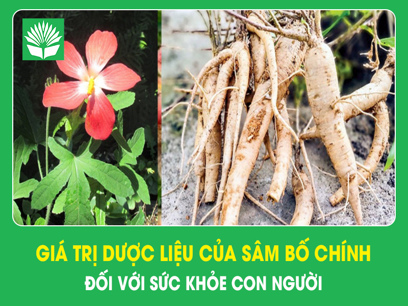 Giá trị dược liệu của sâm bố chính đối với sức khỏe con người