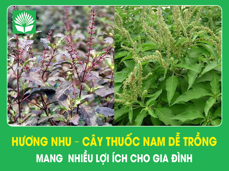 Hương nhu – Cây thuốc nam dễ trồng, mang lại nhiều lợi ích cho gia đình