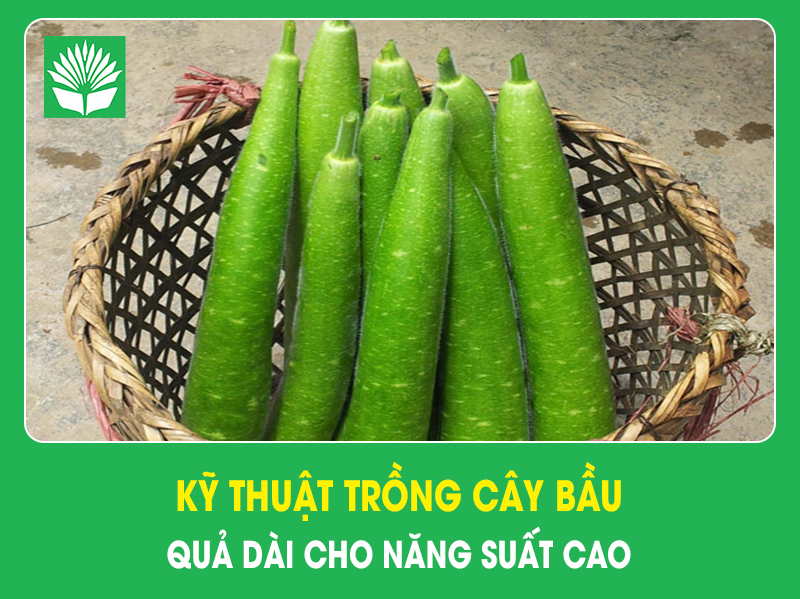 Kỹ thuật trồng cây bầu quả dài cho năng suất cao