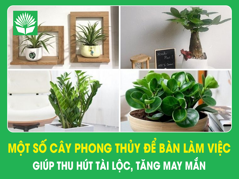 Một số cây phong thủy để bàn làm việc giúp thu hút tài lộc, tăng may mắn
