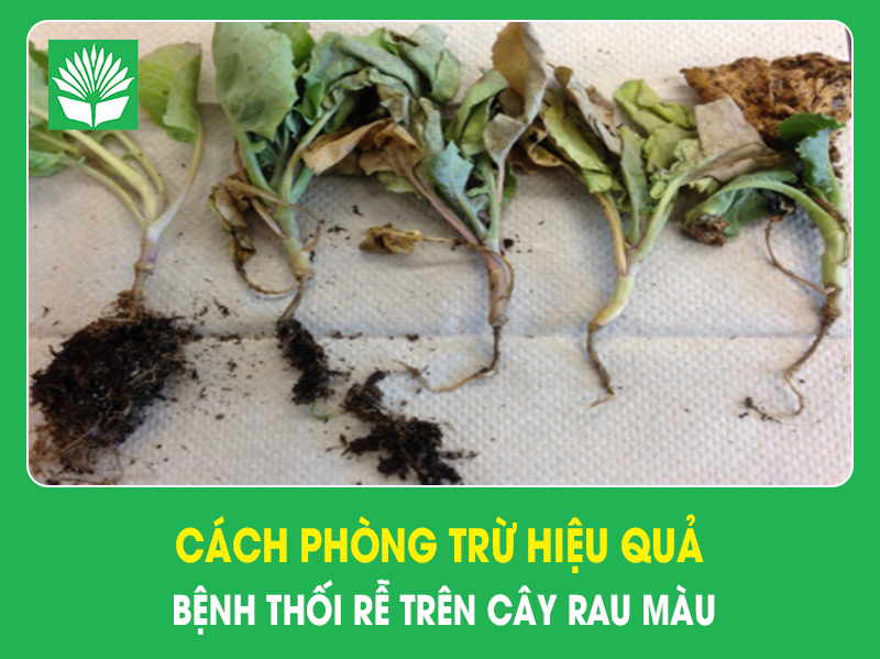 Cách phòng trừ hiệu quả bệnh thối rễ trên cây rau màu