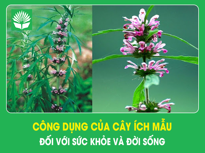 Công dụng của cây ích mẫu đối với sức khỏe và đời sống