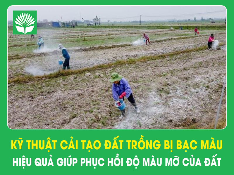 Kỹ thuật cải tạo đất trồng bị bạc màu hiệu quả giúp phục hồi độ màu mỡ của đất