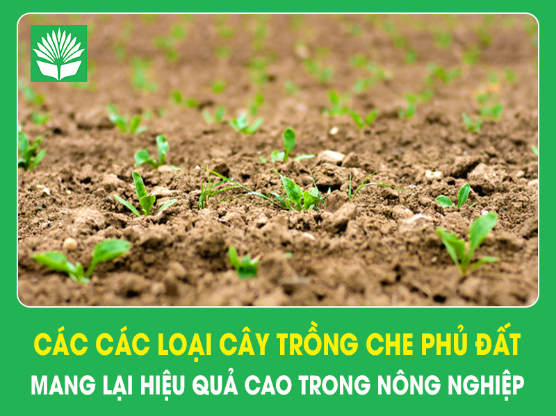 Các các loại cây trồng che phủ đất mang lại hiệu quả cao trong nông nghiệp