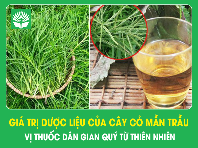 Giá trị dược liệu của cây cỏ mần trầu-vị thuốc dân gian quý từ thiên nhiên