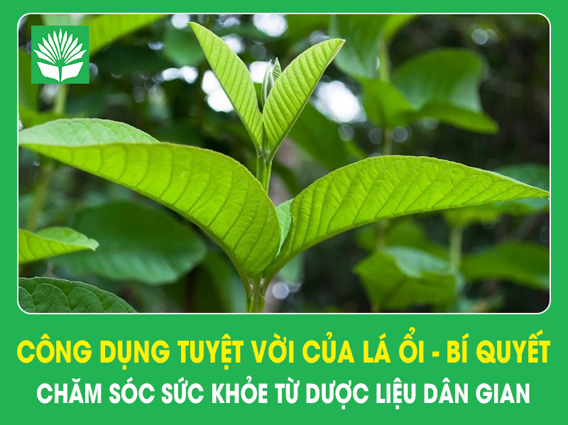 Công dụng tuyệt vời của lá ổi-bí quyết chăm sóc sức khỏe từ dược liệu dân gian