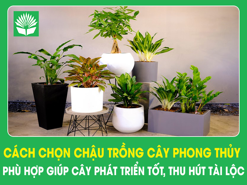 Cách chọn chậu trồng cây phong thủy phù hợp giúp cây phát triển tốt, thu hút tài lộc