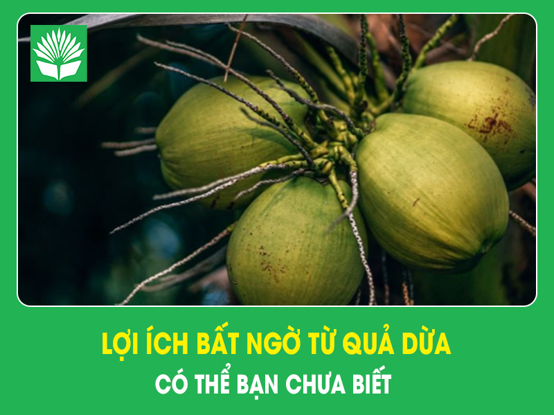 Lợi ích bất ngờ từ quả dừa có thể bạn chưa biết