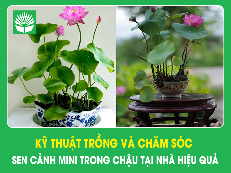 Kỹ thuật trồng và chăm sóc sen cảnh mini trong chậu tại nhà hiệu quả