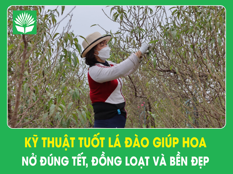 Kỹ thuật tuốt lá đào giúp hoa nở đúng Tết,đồng loạt và bền đẹp