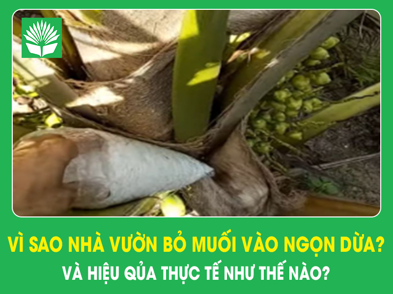 Vì sao nhà vườn bỏ muối vào ngọn dừa? Hiệu quả thực tế như thế nào?