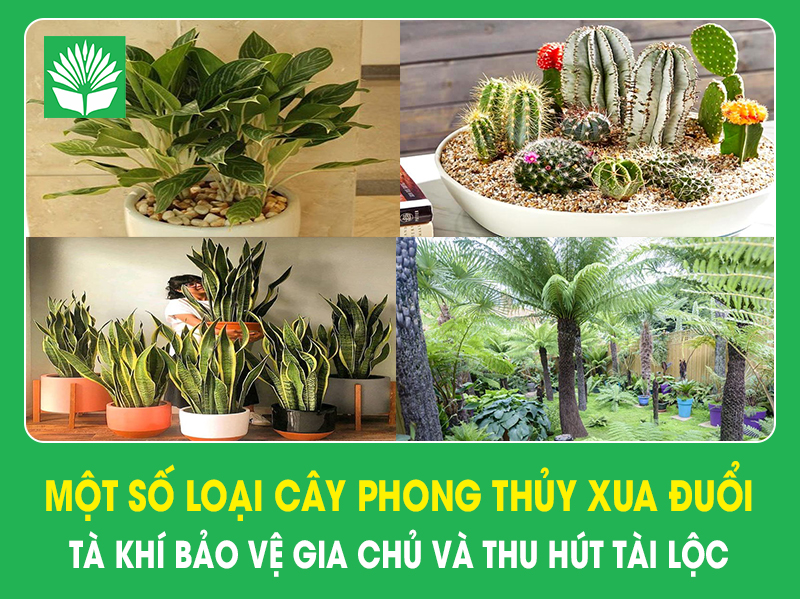 Một số loại cây phong thủy giúp xua đuổi tà khí bảo vệ gia chủ và thu hút tài lộc
