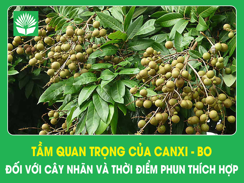 Tầm quan trọng của canxi - bo đối với cây nhãn và thời điểm phun thích hợp