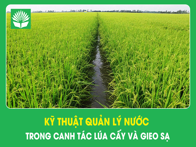Kỹ thuật quản lý nước trong canh tác lúa cấy và gieo sạ