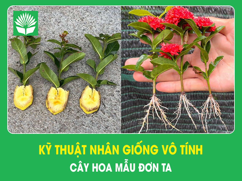 Nhân giống vô tính cây hoa mẫu đơn ta bằng phương pháp giâm,chiết cành