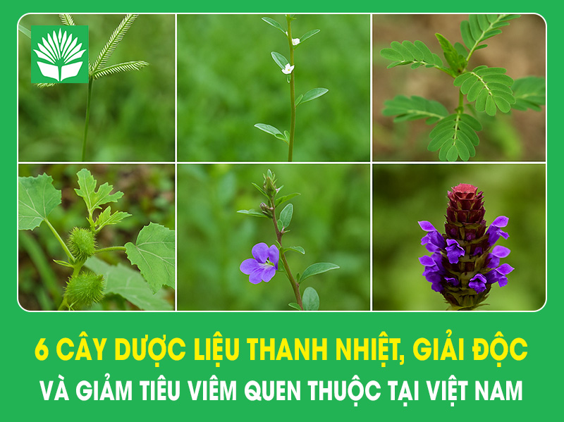 6 cây dược liệu thanh nhiệt, giải độc và giảm tiêu viêm quen thuộc tại Việt Nam