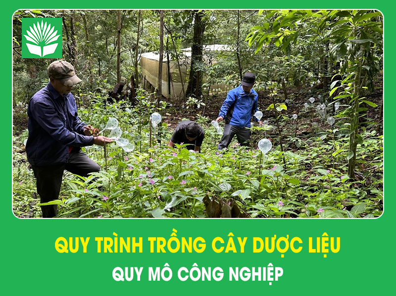 Quy trình trồng cây dược liệu quy mô công nghiệp