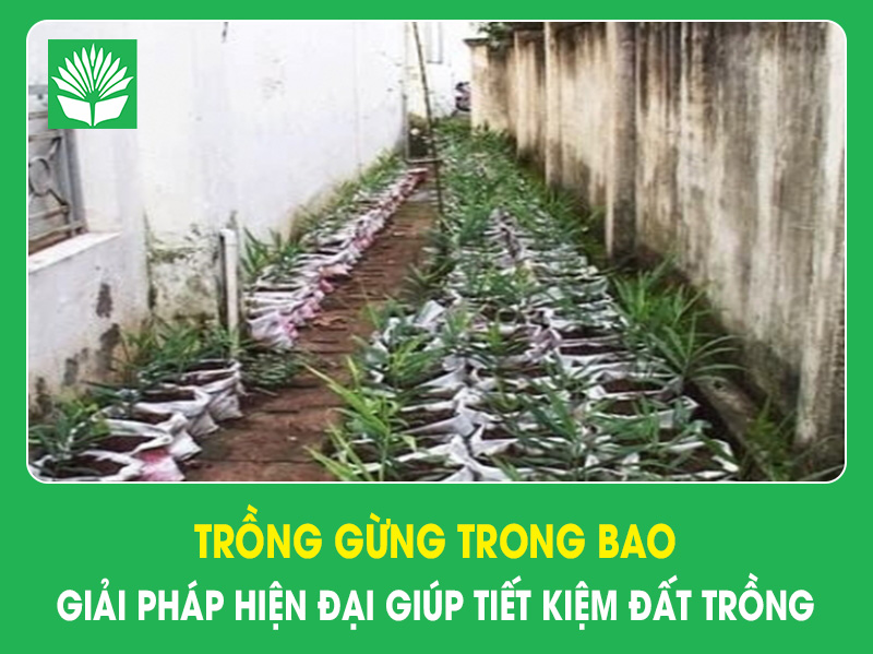 Trồng gừng trong bao giải pháp hiện đại giúp tiết kiệm đất trồng
