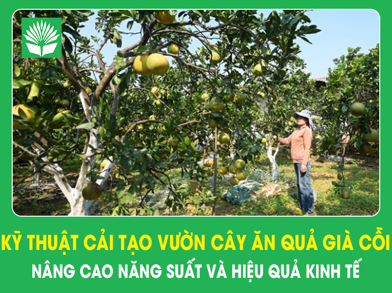 Kỹ thuật cải tạo vườn cây ăn quả già cỗi, nâng cao năng suất và hiệu quả kinh tế