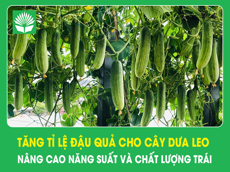 Biện pháp tăng tỉ lệ đậu quả cho cây dưa leo hiệu quả, nâng cao năng suất và chất lượng trái