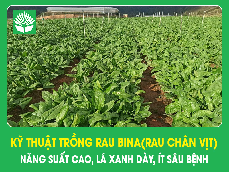 Kỹ thuật trồng rau bina(rau chân vịt) năng suất cao, lá xanh dày, ít sâu bệnh