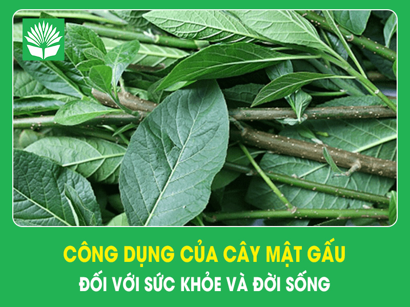 Công dụng của cây mật gấu đối với sức khỏe và đời sống