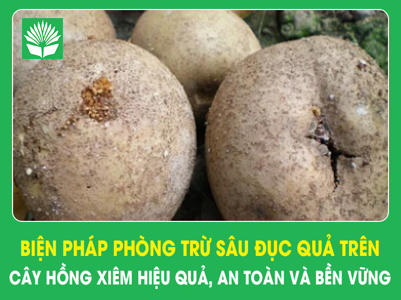 Biện pháp phòng trừ sâu đục quả trên cây hồng xiêm hiệu quả, an toàn và bền vững