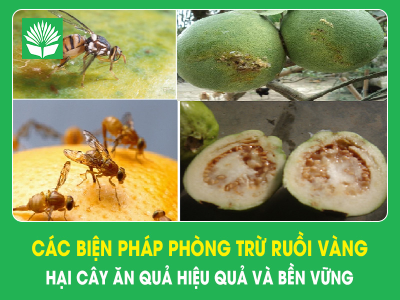 Các biện pháp phòng trừ ruồi vàng hại cây ăn quả hiệu quả và bền vững