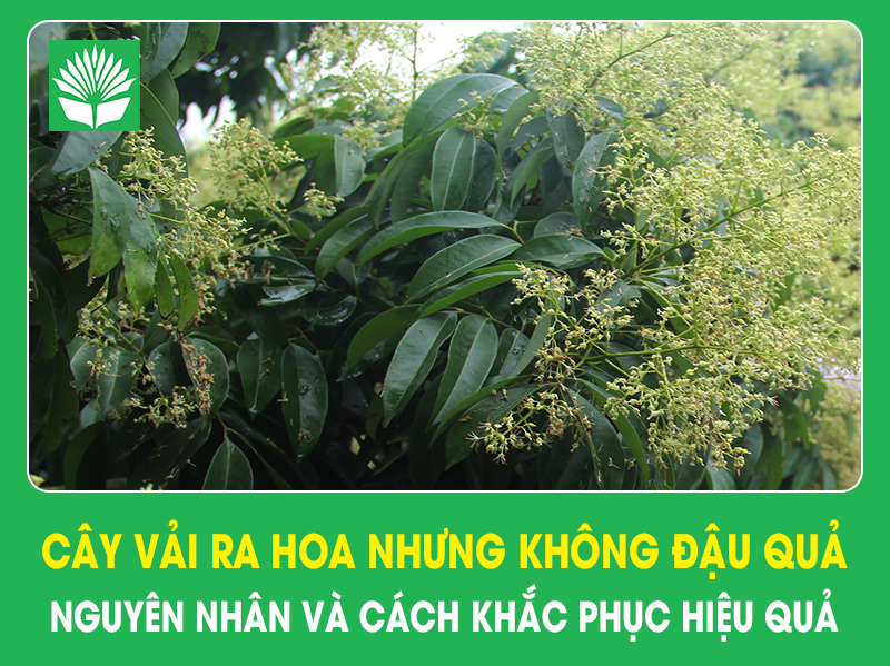Cây vải ra hoa nhưng không đậu quả – nguyên nhân và cách khắc phục hiệu quả
