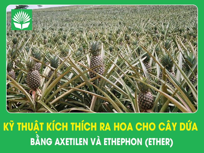 Kỹ thuật kích thích ra hoa cho cây dứa bằng axetilen và ethephon (ether)