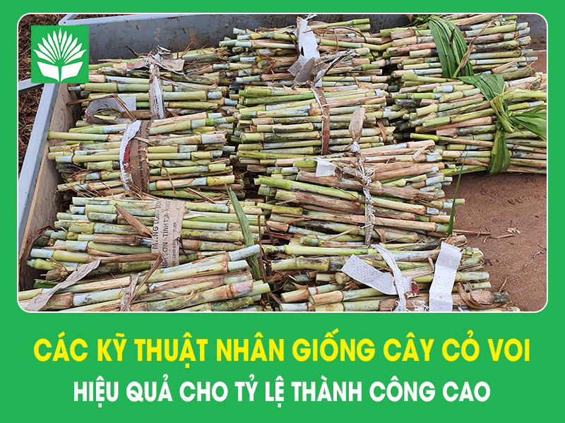 Các kỹ thuật nhân giống cây cỏ voi hiệu quả cho tỷ lệ thành công cao