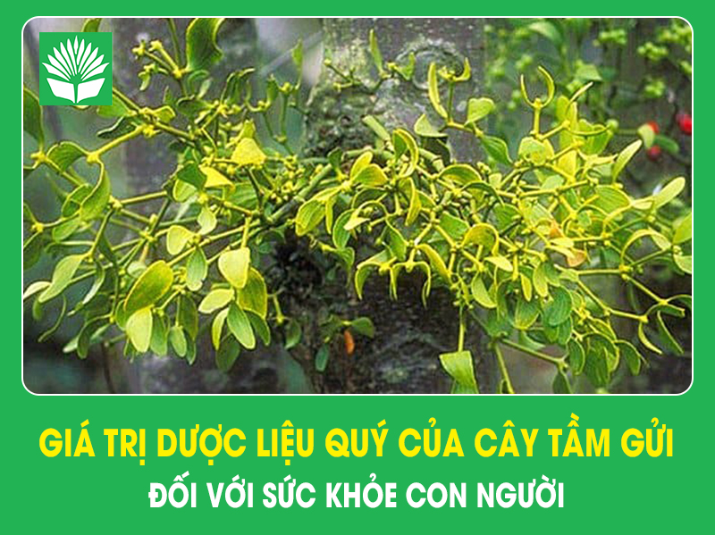 Giá trị dược liệu quý của cây tầm gửi đối với sức khỏe con người
