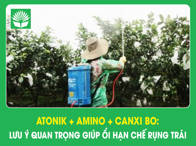 Atonik + Amino + Canxi Bo: Lưu ý quan trọng giúp ổi hạn chế rụng trái