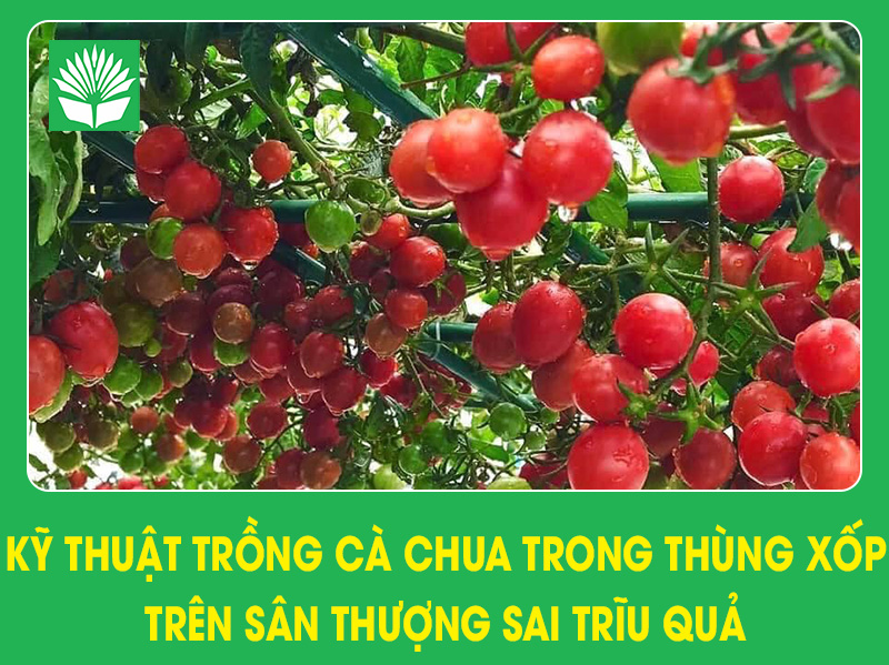 Kỹ thuật trồng cây cà chua trong thùng xốp trên sân thượng sai trĩu quả