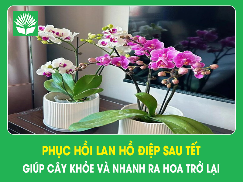 Phục hồi lan hồ điệp sau Tết giúp cây khỏe và nhanh ra hoa trở lại