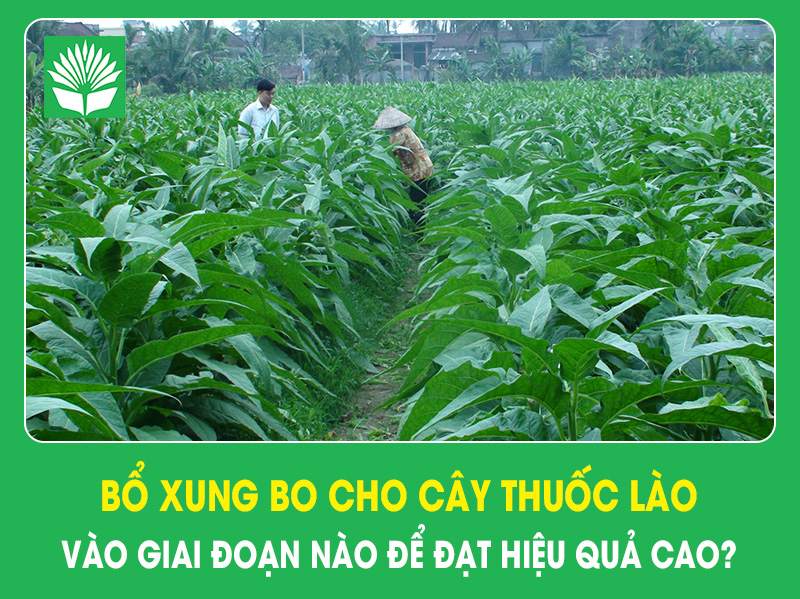 Bổ xung Bo cho cây thuốc lào vào giai đoạn nào để đạt hiệu quả cao?