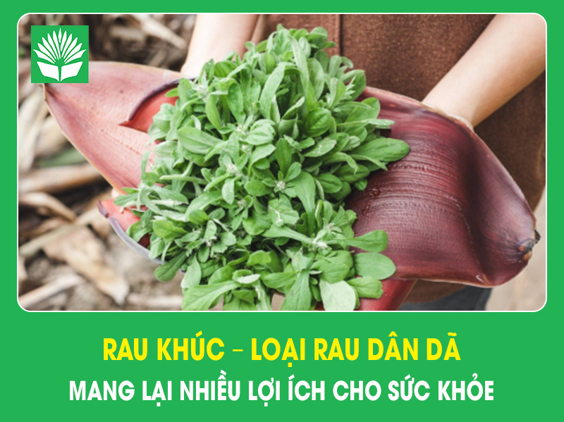 Rau khúc – Loại rau dân dã mang lại nhiều lợi ích cho sức khỏe