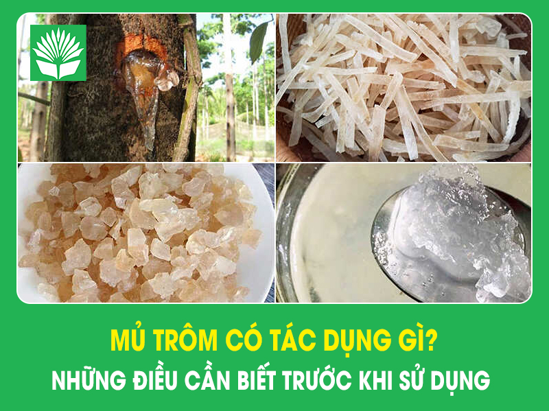 Mủ trôm có tác dụng gì? Những điều cần biết trước khi sử dụng