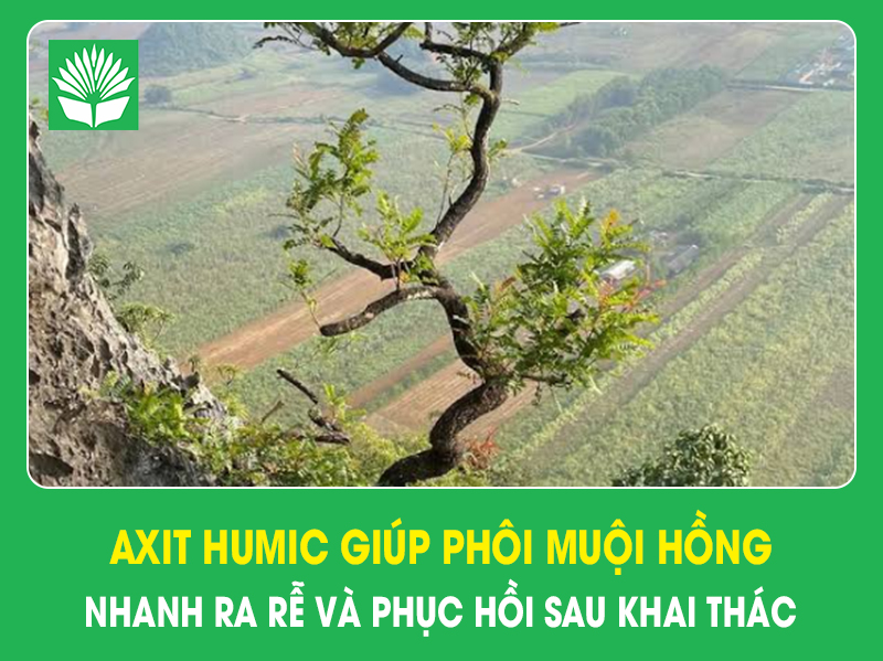 Axit humic giúp phôi muội hồng nhanh ra rễ và phục hồi sau khai thác