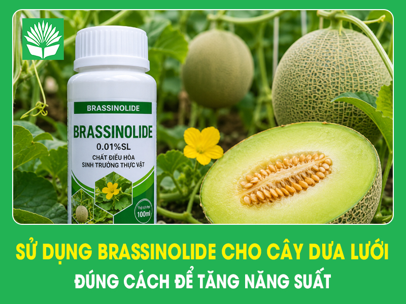 Sử dụng Brassinolide cho cây dưa lưới đúng cách để tăng năng suất