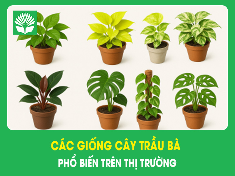 Các giống cây trầu bà phổ biến trên thị trường hiện nay