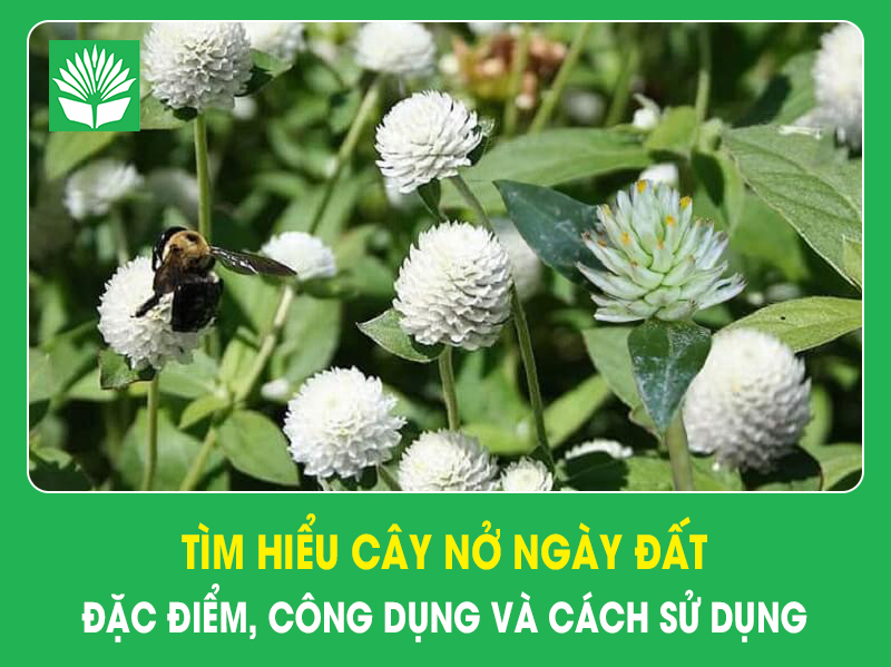 Tìm hiểu cây nở ngày đất: Đặc điểm, công dụng và cách sử dụng