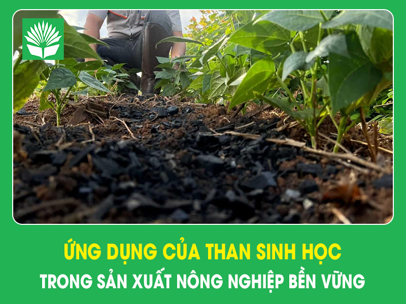 Ứng dụng của than sinh học trong sản xuất nông nghiệp bền vững