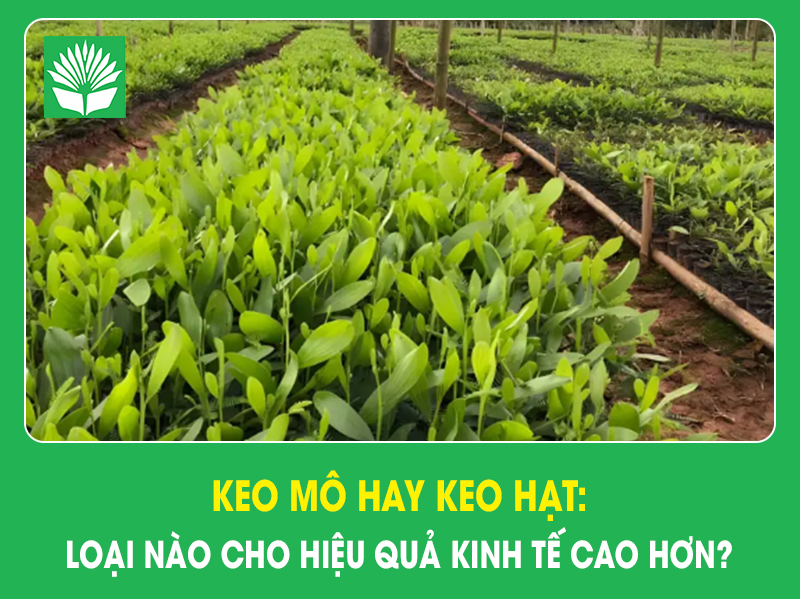 Keo mô hay keo hạt: Loại nào cho hiệu quả kinh tế cao hơn?