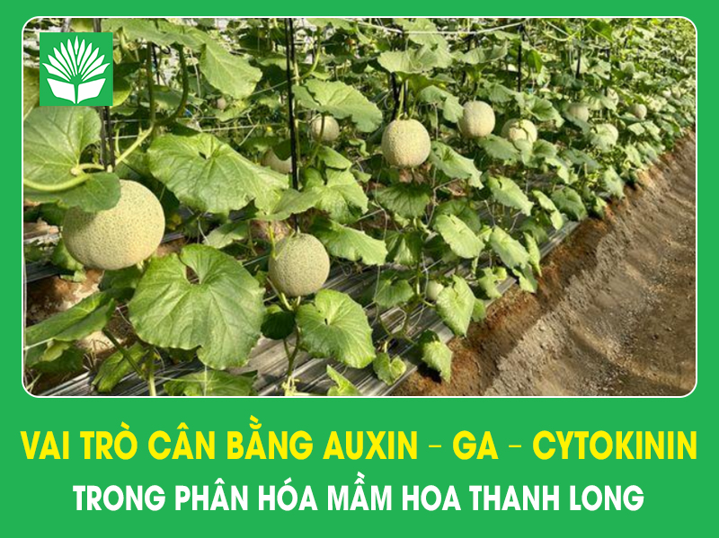 Hiện tượng méo quả trên dưa lưới: Nguyên nhân và giải pháp khắc phục hiệu quả (P2)