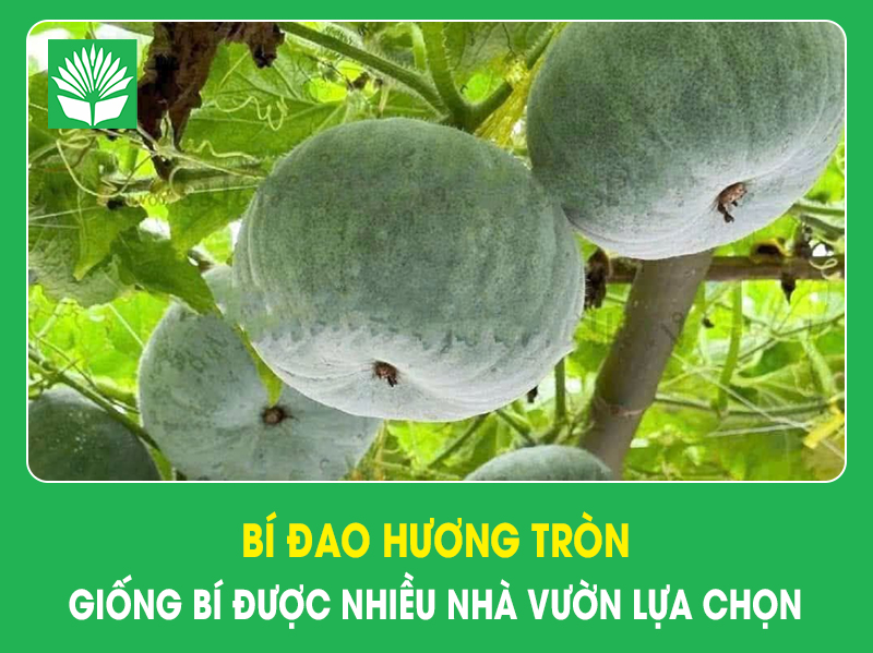 Bí đao hương tròn: Giống bí được nhiều nhà vườn lựa chọn