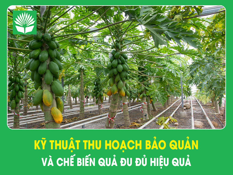 Kỹ thuật thu hoạch, bảo quản và chế biến quả đu đủ hiệu quả
