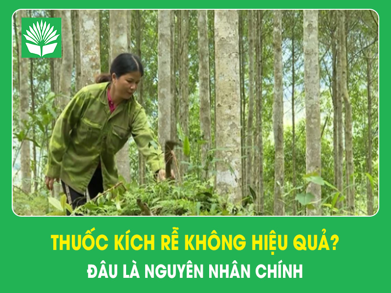 Vì sao cây mỡ ngày càng được lựa chọn trong trồng rừng sản xuất?