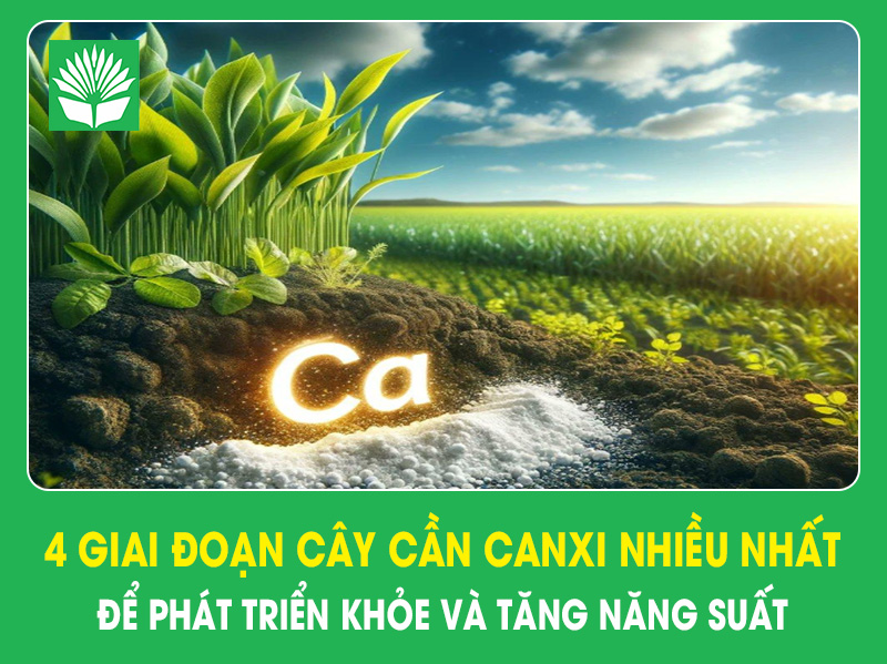 4 giai đoạn cây cần Canxi nhiều nhất để phát triển khỏe và tăng năng suất